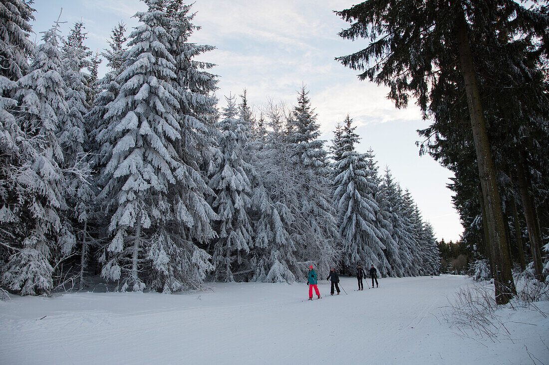 People ski on cross-country skiing trail at Loipenzentrum Rotes Moor in winter, near Ehrenberg Wuestensachsen, Rhoen, Hesse, Germany