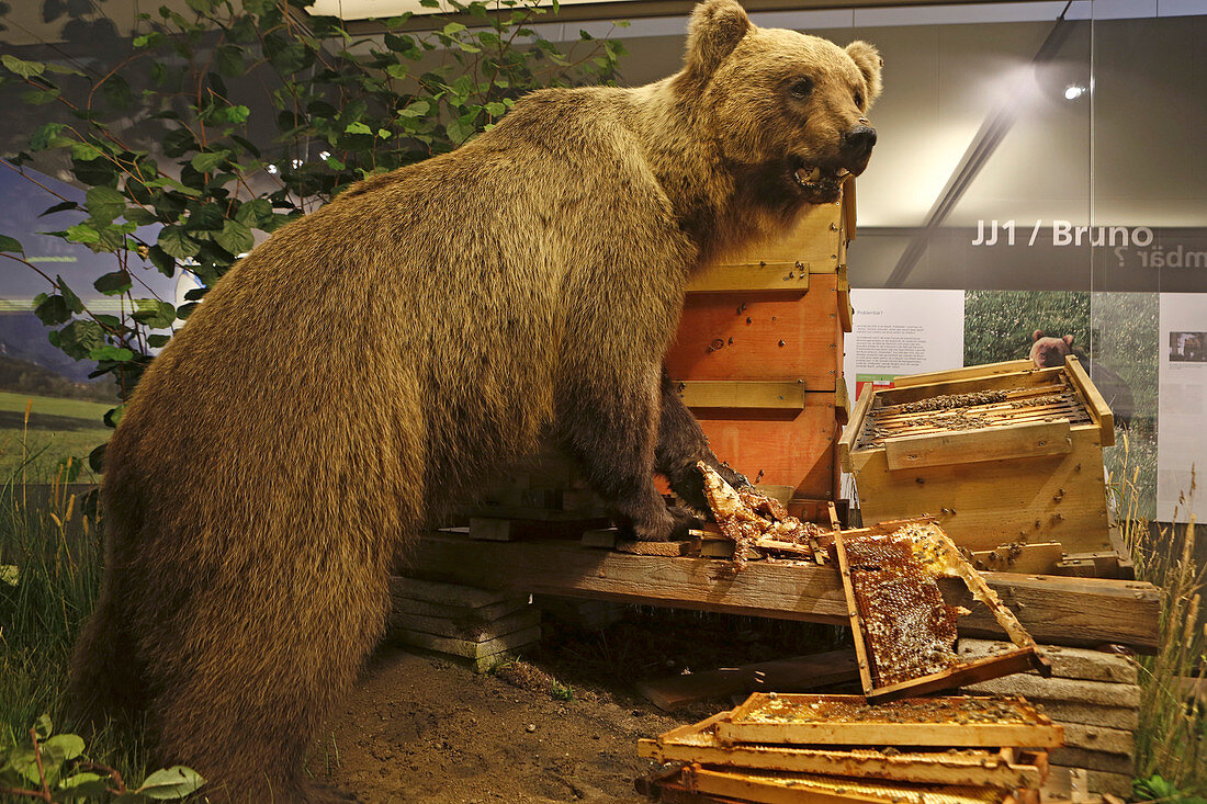 Brown bear Bruno, Museum Mensch und Natur, Chateau Nymphenburg, Gern, Munich, Upper Bavaria, Bavaria, Germany