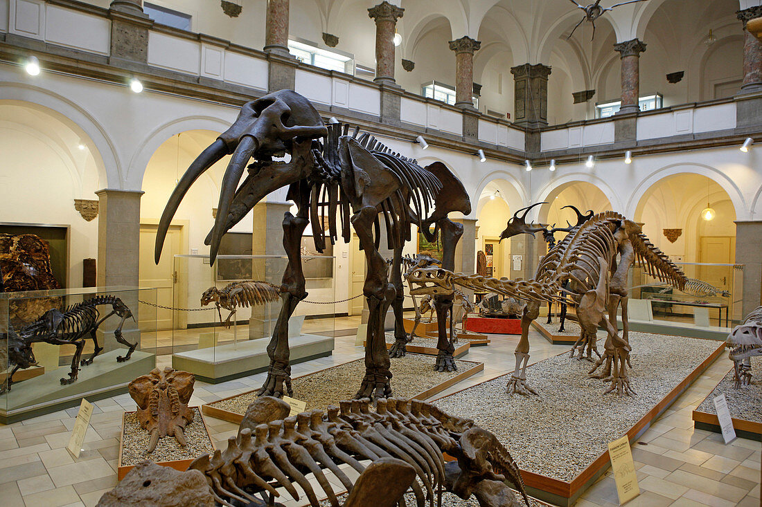 Paleontologische Sammlung, Richard-Wagner-Strasse, Maxvorstadt, Munich, Upper Bavaria, Bavaria, Germany