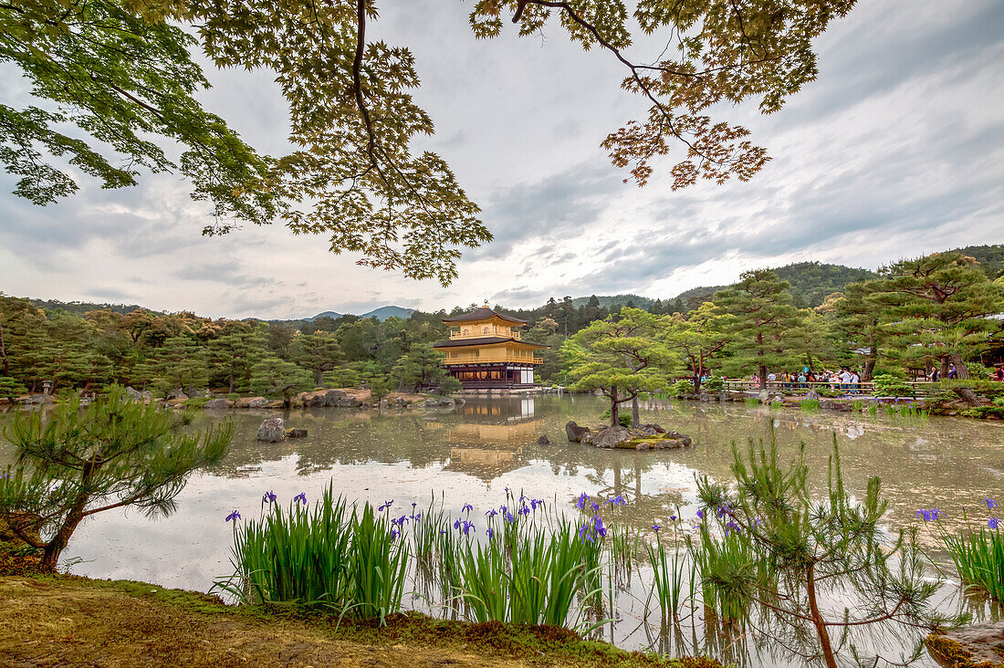 Golden Pavilion Temple with maple tree, pine trees and iris flowers, Kyoto, Japan