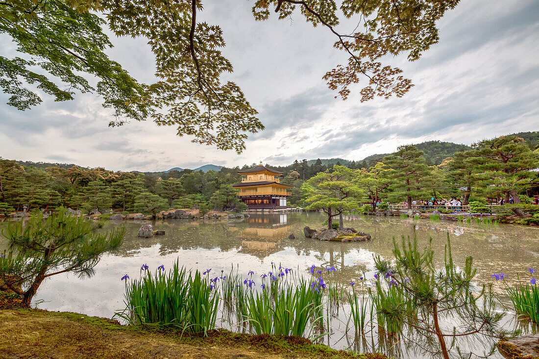 Goldener Pavillon Tempel mit Ahorn, Pinie, Kiefern und Iris, Kyoto, Japan