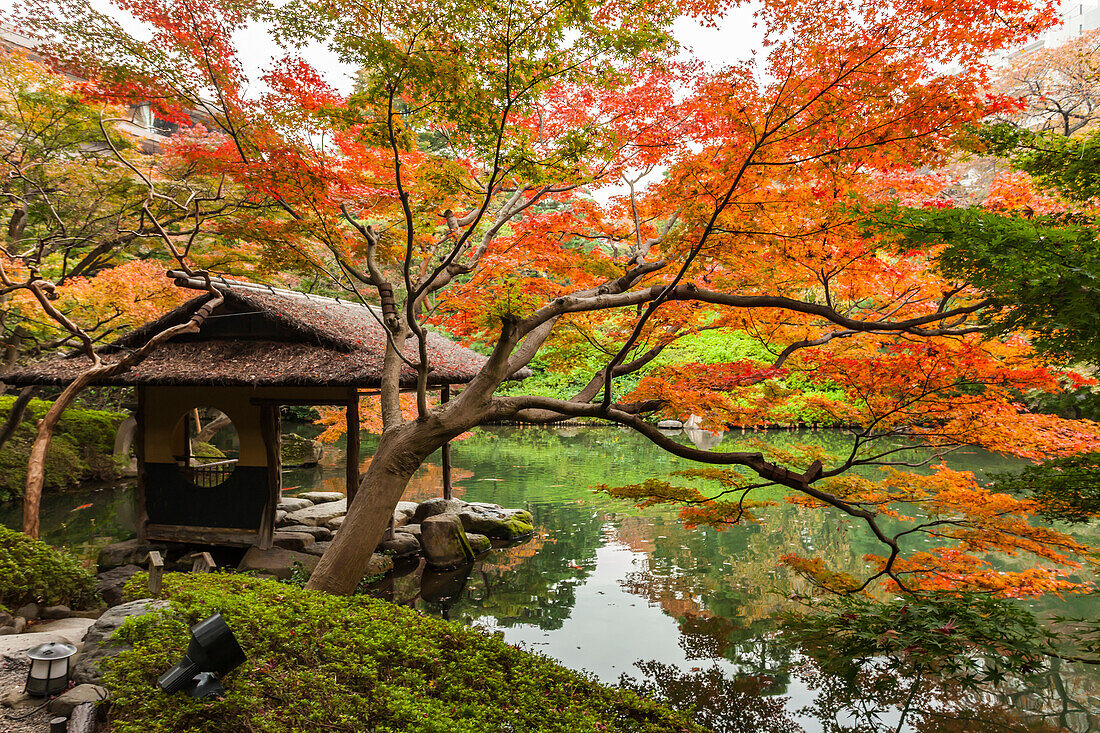 Rest house and red maple tree at pond of Happo-en Garden, Minato-ku, Tokyo, Japan