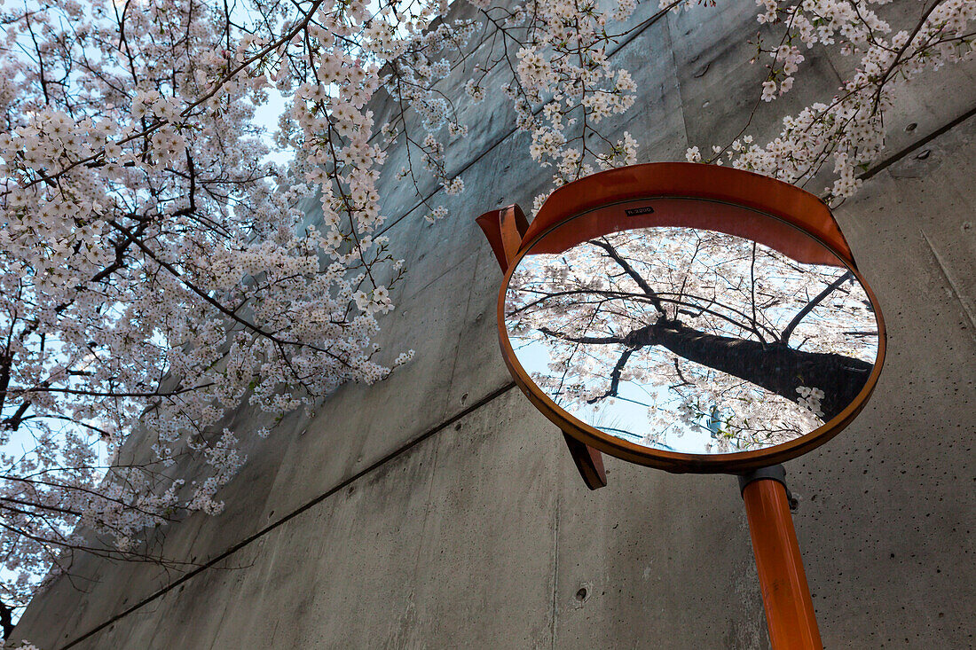 Kirschbaum in Blüte reflektiert im Spiegel an einer Kreuzung in Shirokanedai, Minato-ku, Tokio, Japan