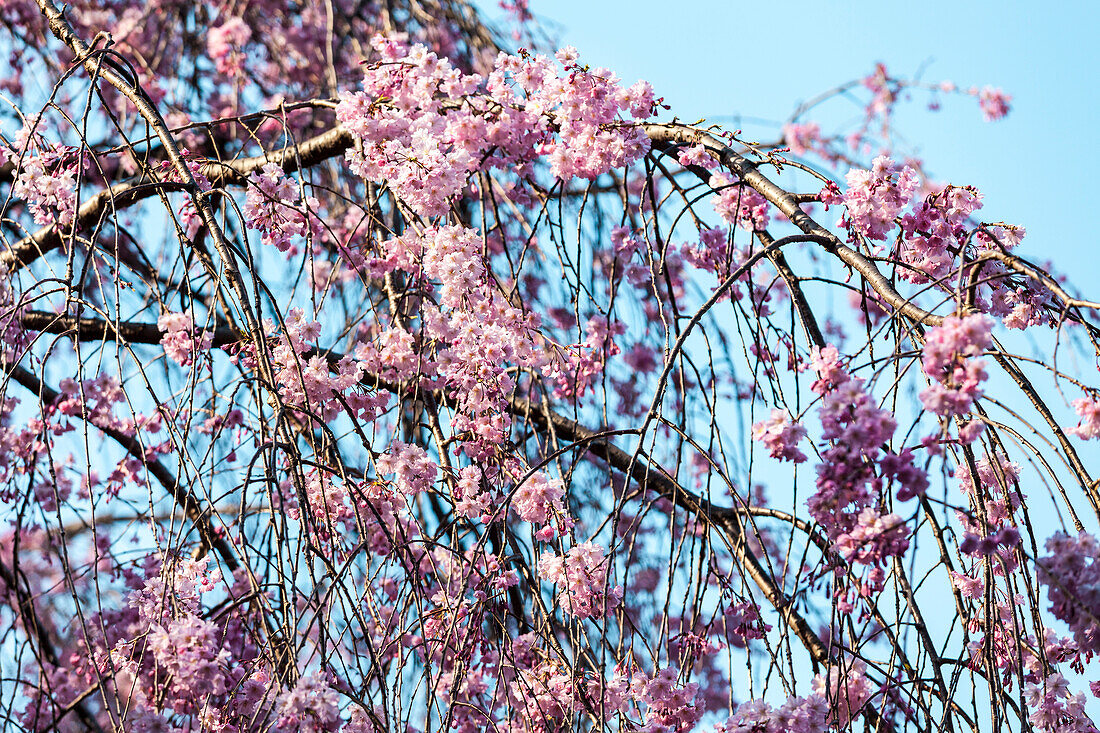 Zweig eines hängenden Kirschbaum mit Blüten gegen cyanblauen Himmel, Bunkyo-ku, Tokio, Japan