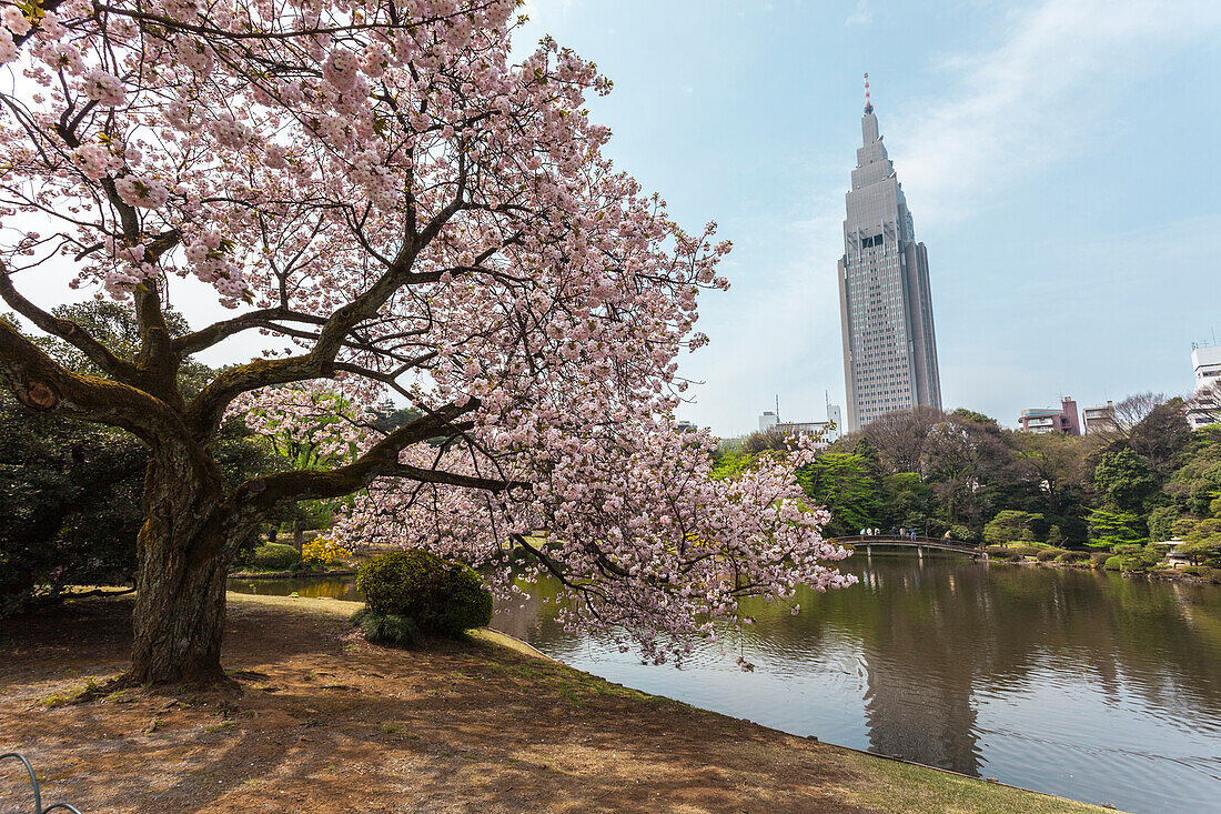 Alter Kirschbaum in voller Blüte am Teich vom Shinjuku Gyoen, Shinjuku, Tokio, Japan