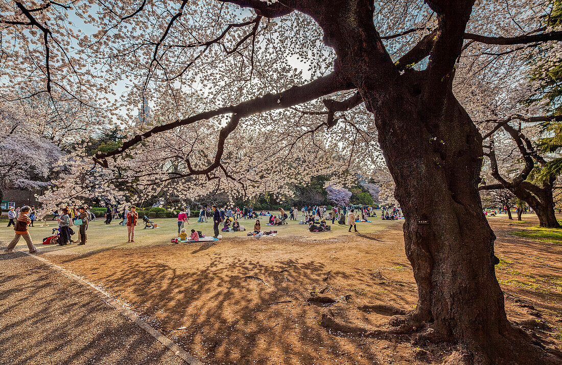 Japanese people enjoying picnic below old cherry tree in blossom at Shinjuku Gyoen, Shinjuku, Tokyo, Japan
