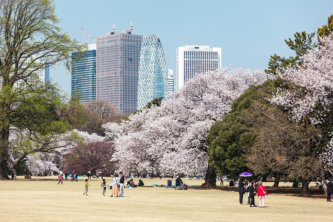 Japanische Familien freuen sich an der Kirschblüte im Shinjuku Gyoen mit Wolkenkratzern im Hintergrund, Shinjuku, Tokio, Japan