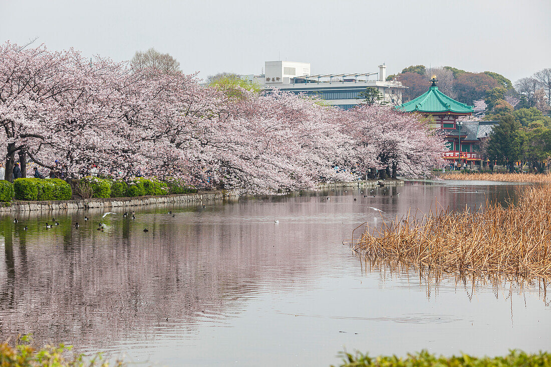 Kirschblüte beim Tempel Benten-do am Shinobazu-no-ike, Ueno, Taito-ku, Tokio, Japan