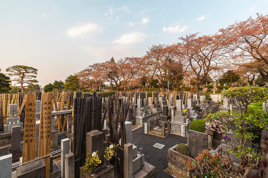 Gräber und Kirschbäume am Somei Friedhof, Komagome, Toshima-ku, Tokio, Japan