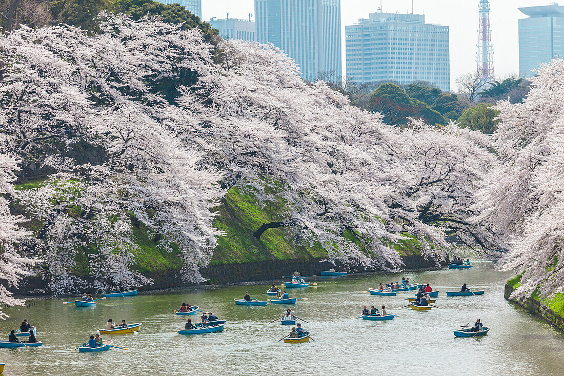 Menschen mit Tretbooten am Chidori-ga-fuchi erfreuen sich an Kirschblüte im Frühling, Chiyoda-ku, Tokio, Japan