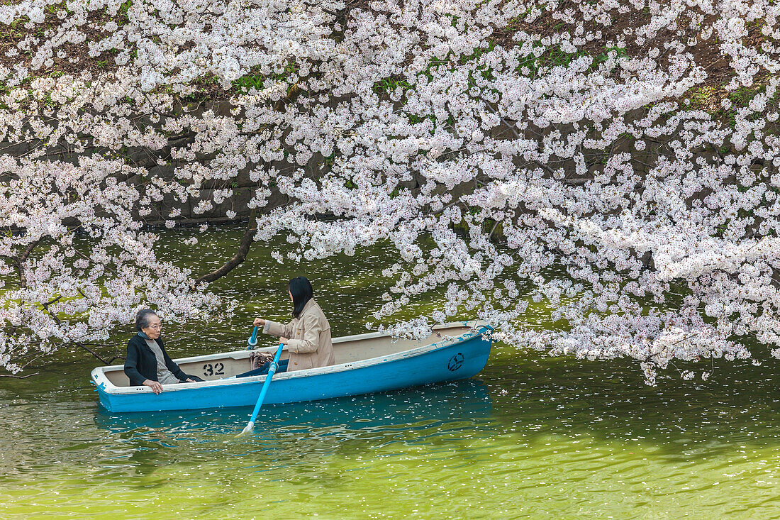 Junge und alte Dame mit Boot am Chidori-ga-fuchi erfreuen sich an Kirschblüte im Frühling, Chiyoda-ku, Tokio, Japan