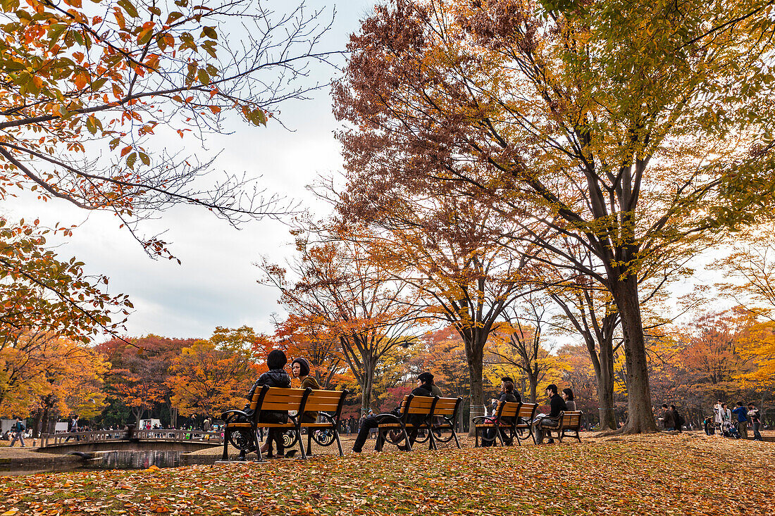 Japanese couples sitting on benches at Yoyogi Park in autumn, Shibuya, Tokyo, Japan