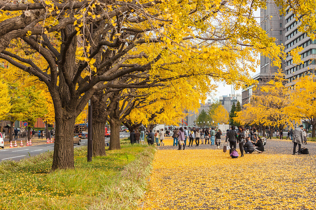 Leute freuen sich über Ginkgo Bäume im Herbst an der Miyuki Dori beim Tokio Hauptbahnhof, Chiyoda-ku, Tokio, Japan