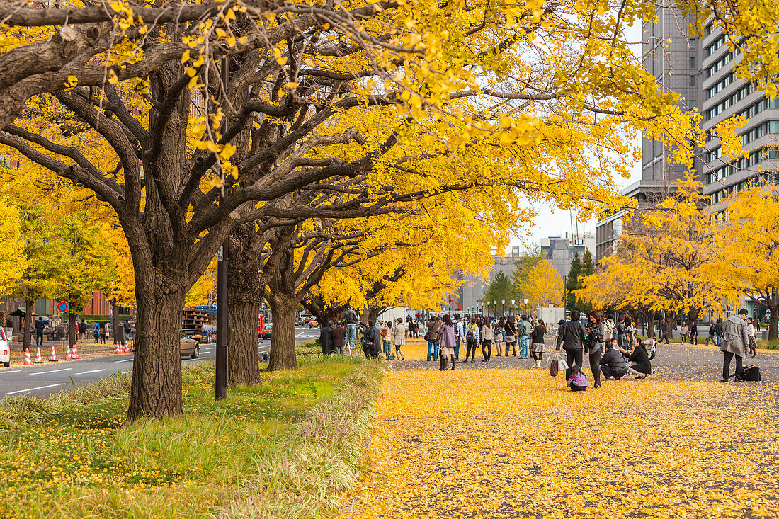 People enjoying ginkgo trees in autumn at Miyuki Dori near Tokyo Station, Chiyoda-ku, Tokyo, Japan