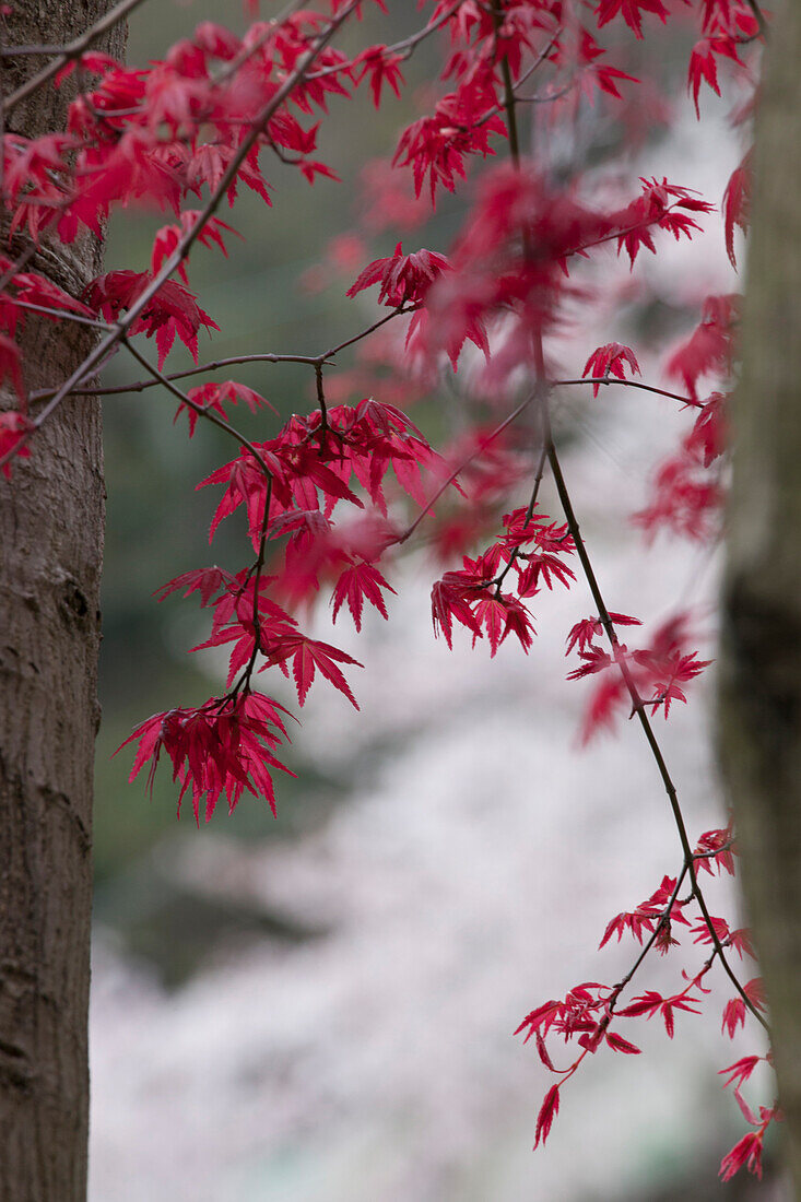 Red maple leaves in Hakone, Yumoto, Kanagawa Prefecture, Japan