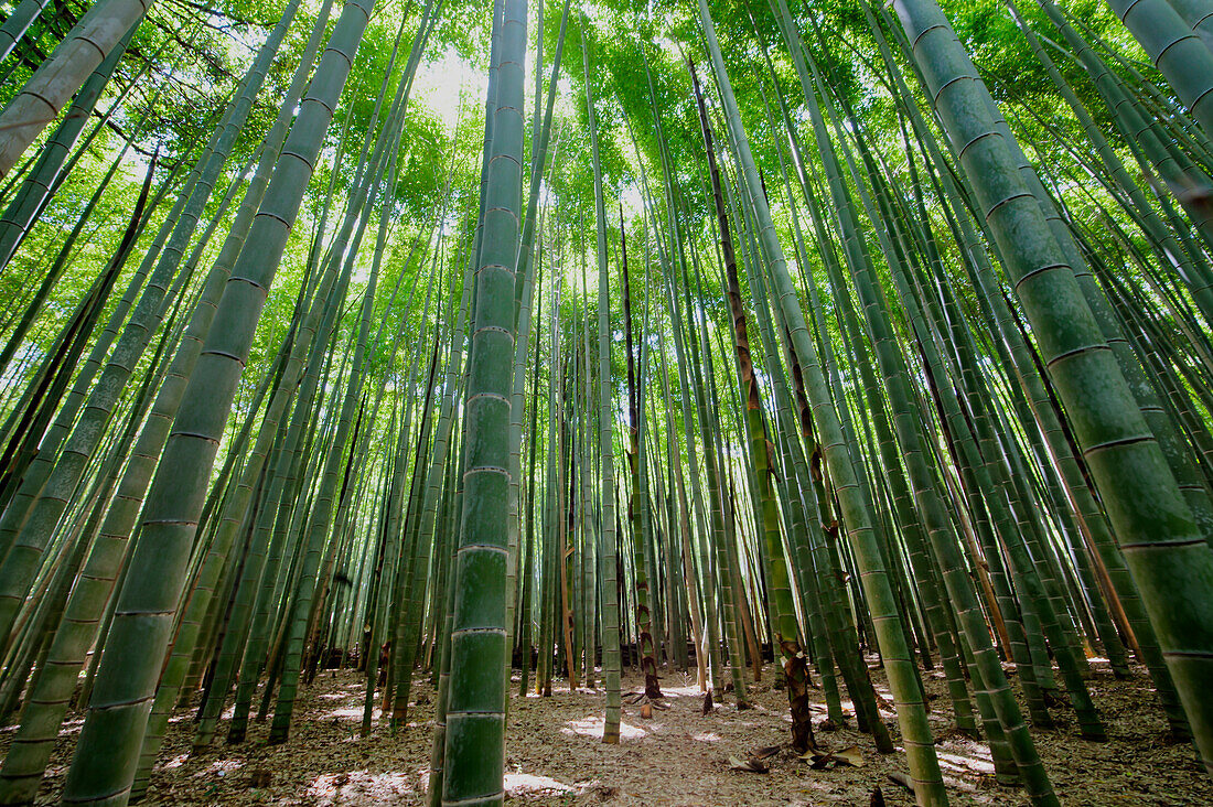 Inside Arashiyama Bamboo Forest, Sagaogurayama, Kyoto, Japan