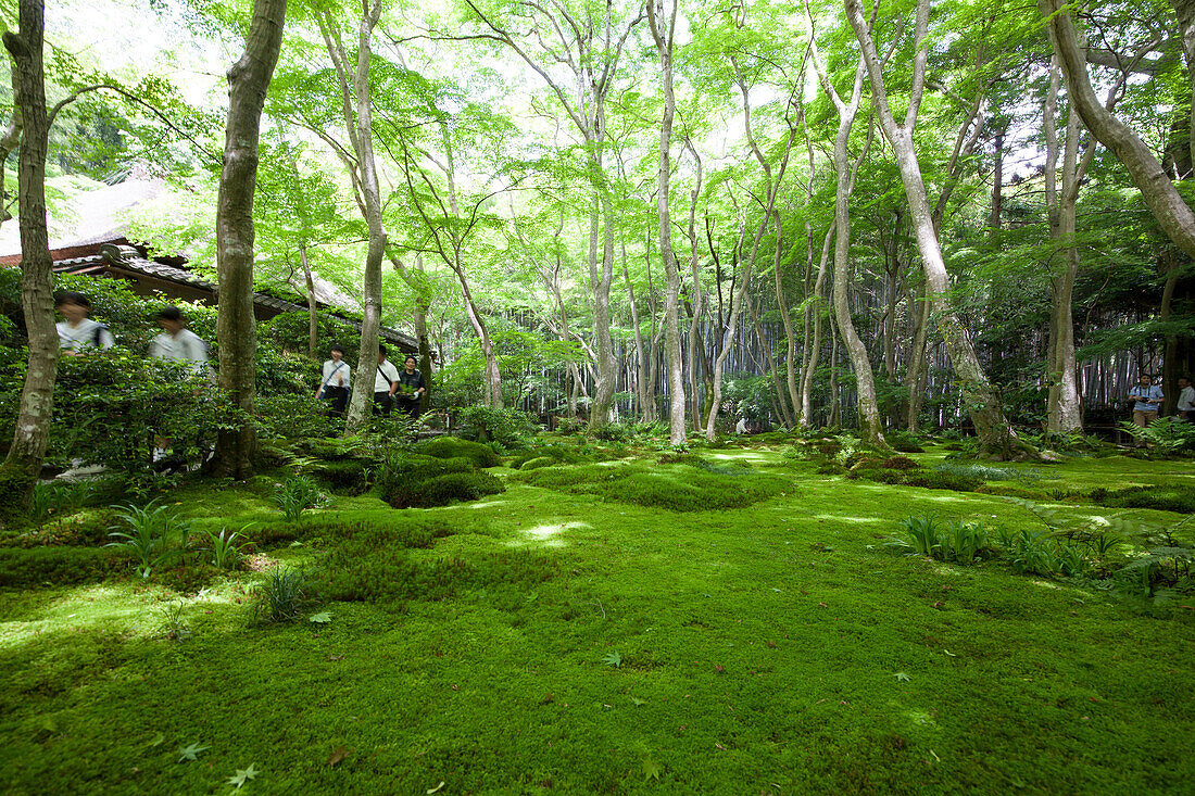 Moosgarten des Tempel Gio-ji in Kyoto, Japan