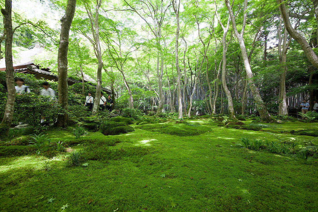 Moss garden of Gio-ji Temple in Kyoto, Japan