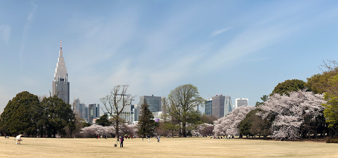 Shinjuku Skyline from Shinjuku Gyoen in spring with cherry blossom, Shinjuku, Tokyo, Japan