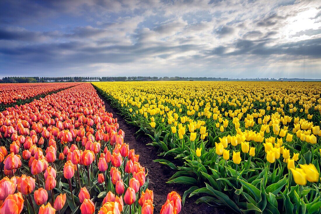 Spring clouds and rays of sun over fields of multicolored tulips Schermerhorn Alkmaar North Holland Netherlands Europe.