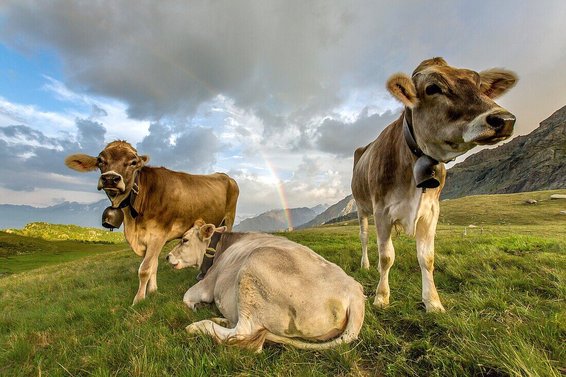 The rainbow frames the cows grazing in the green pastures of Campagneda Alp Valmalenco Valtellina Lombardy Italy Europe.