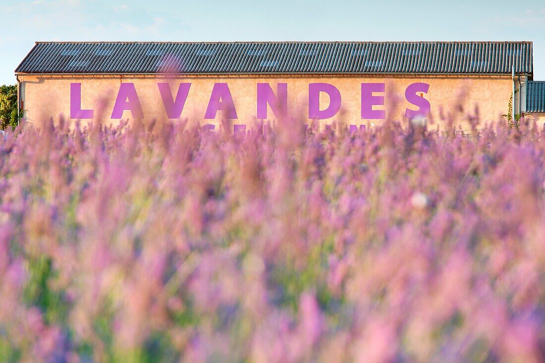 Europe, France,Provence Alpes Cote d'Azur,Plateau de Valensole. Farm lavander.