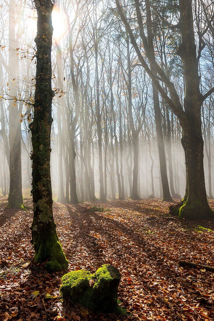 Sassofratino Reserve, Foreste Casentinesi National Park, Badia Prataglia, Tuscany, Italy, Europe. Sun rays in the mist.