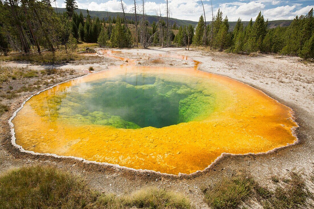 Bright orange rim and green water of a steaming Morning Glory Pool in the Upper Geyser Basin, Yellowstone National Park, Wyoming.