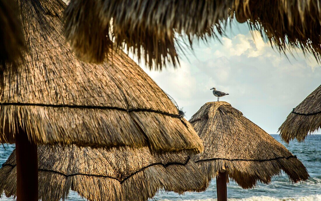 Bird over beach umbrella.
