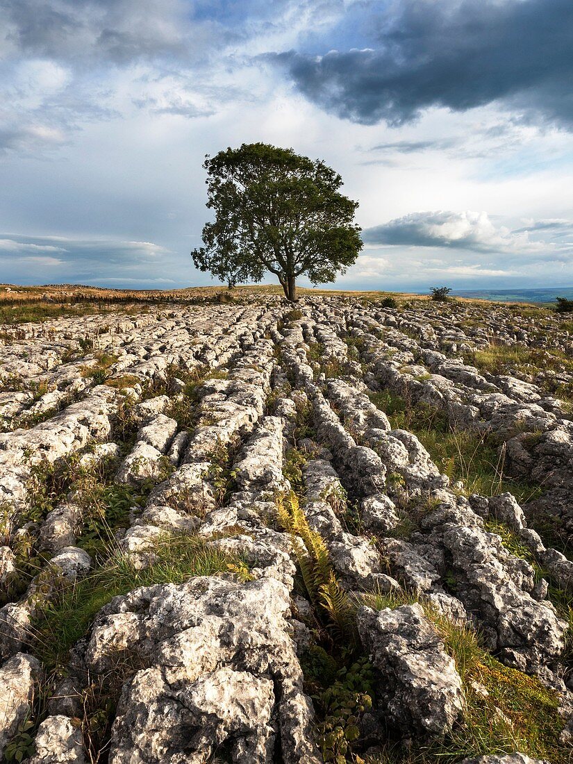 Lone Tree on Limestone Pavement near Malham Yorkshire Dales England.
