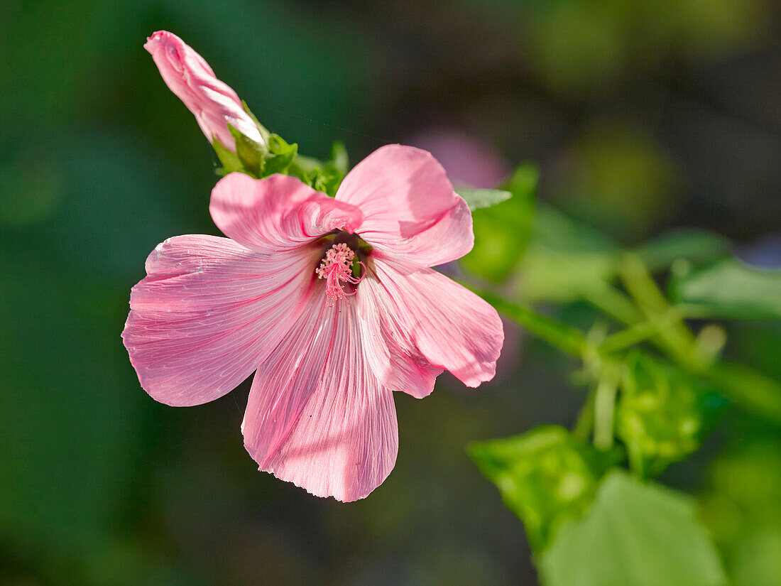 Lavatera trimestris, or Royal Mallow flower.