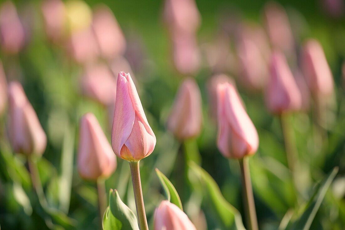 Pink tulip flower display at the Minnesota Landscape Arboretum.