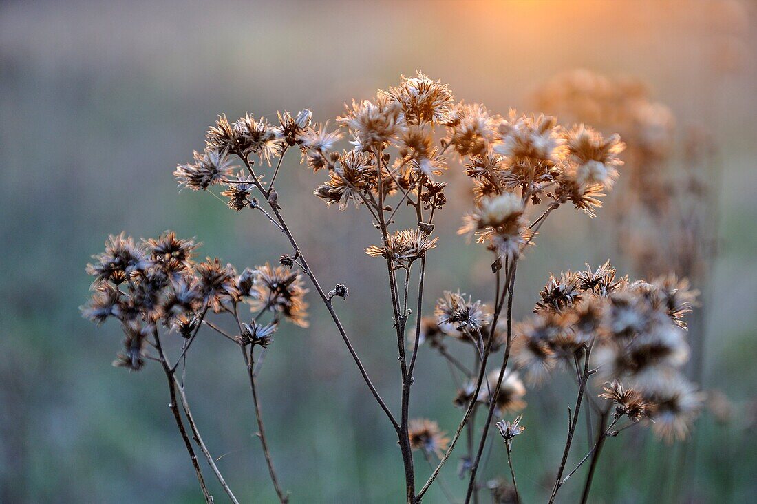 Dried plants, Eure-et-Loir department, Centre region, France, Europe.