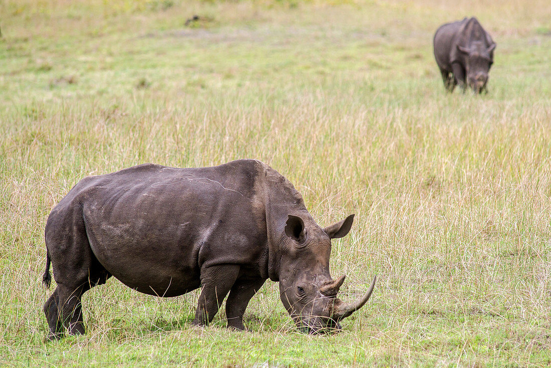 Rhinoceros (Rhinocerotidae) grazing in the fields of Saint Lucia, Kwazulu-Natal, South Africa - iSimangaliso Wetland Park.