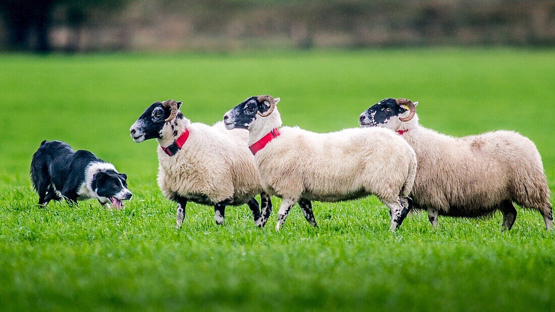 Border Collie herding sheep at International Sheep Dog Trials in Moffat, Scotland, UK.