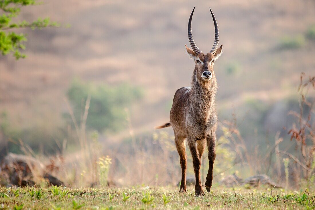 Roan Antelope (Hippotragus equinus) in Mlilwane Wildlife Sanctuary in Swaziland, Africa.