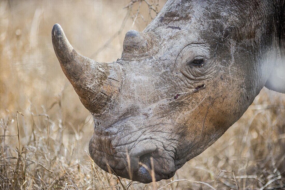 Rhinoceros (Rhinocerotidae) at Hlane Royal Game Preserve, Swaziland, Africa.