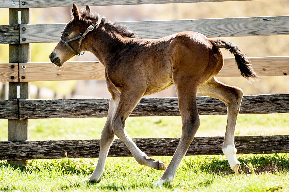 Newborn foal running on a farm.