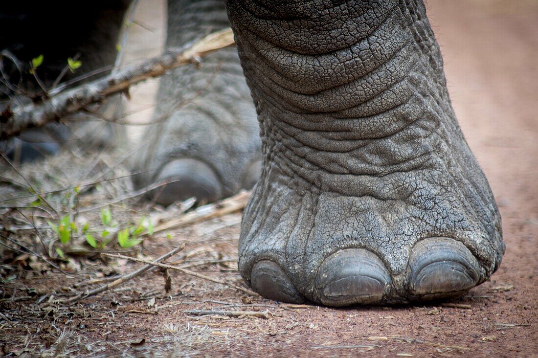 Detail of African Elephant (Loxodonta) foot at Hlane Royal Game Preserve, Swaziland, Africa.