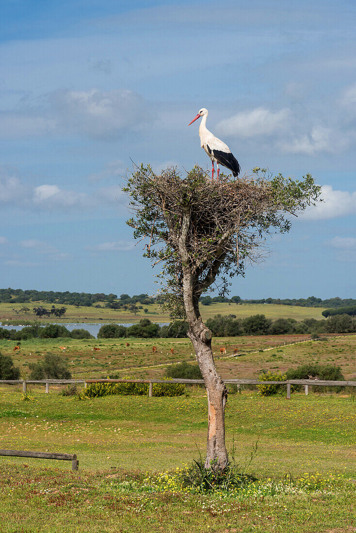 Storks nest. Dehesa de Abajo.La Puebla Rio. Seville