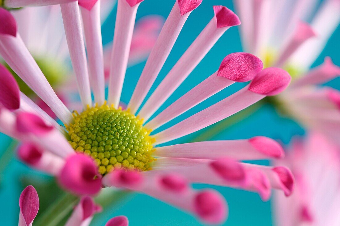 Rosa Löffelchrysanthemen, hochdekorative, fröhliche Sommerblume