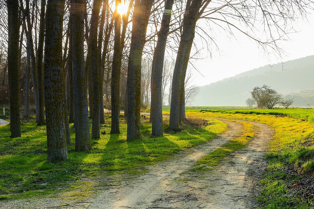 Poplar grove. Murieta, Navarre. Spain, Europe.