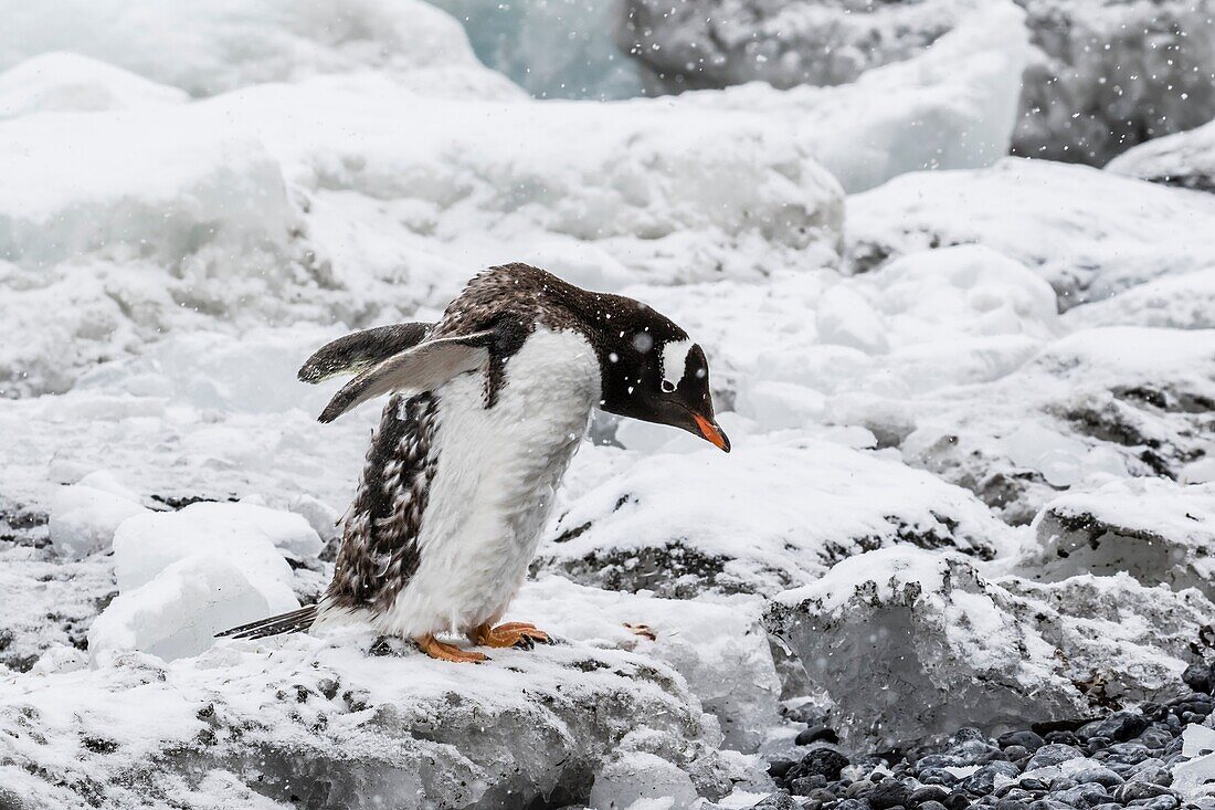 Adult gentoo penguin, Pygoscelis papua, molting on ice at Brown Bluff, Antarctica.