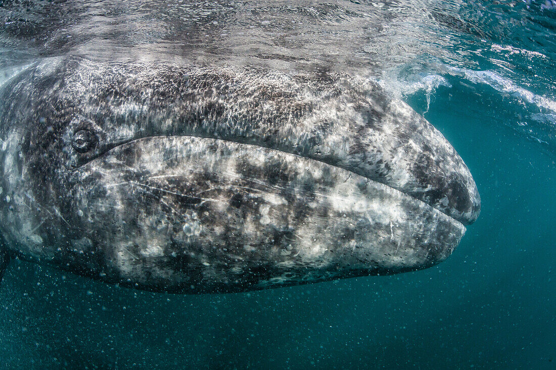 California gray whale, Eschrichtius robustus, mother underwater in San Ignacio Lagoon, Baja California Sur, Mexico.
