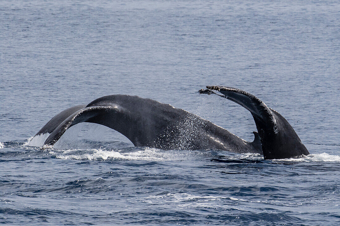 Adult male humpback whales, Megaptera novaeangliae, compete for a female in esterus, San Jose del Cabo, Baja California Sur, Mexico.