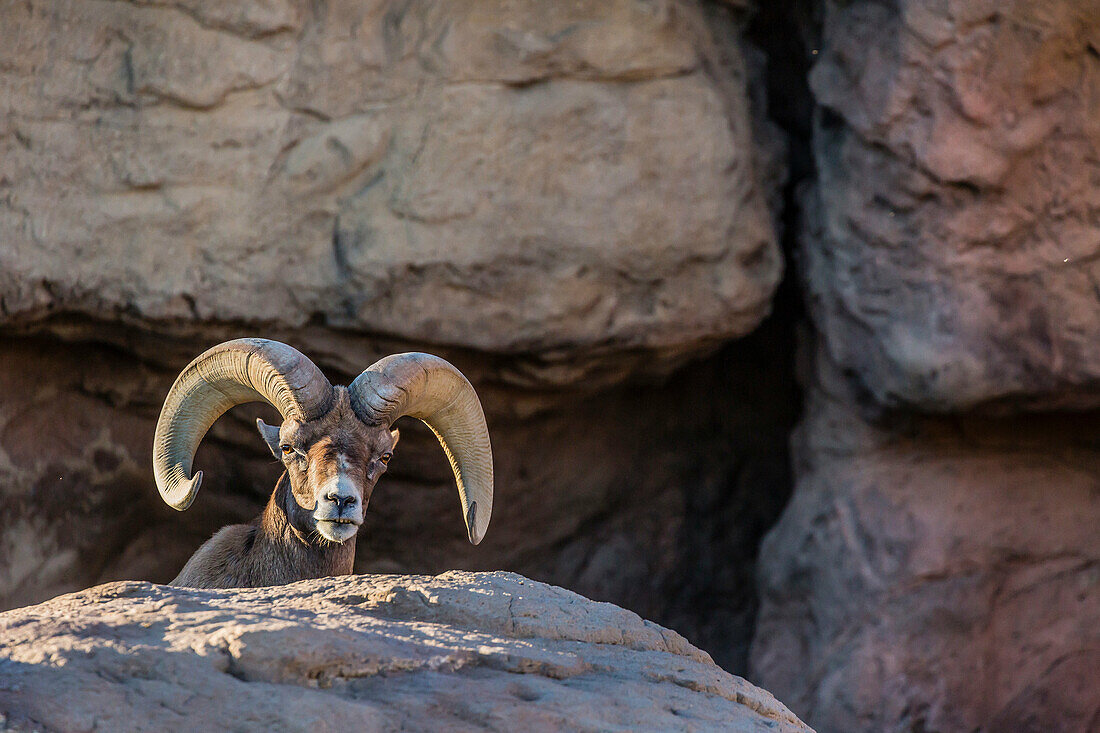 Adult captive desert bighorn sheep, Ovis canadensis nelsoni, ram with full curl horns at the Arizona Sonora Desert Museum, Tucson, Arizona, United States of America.