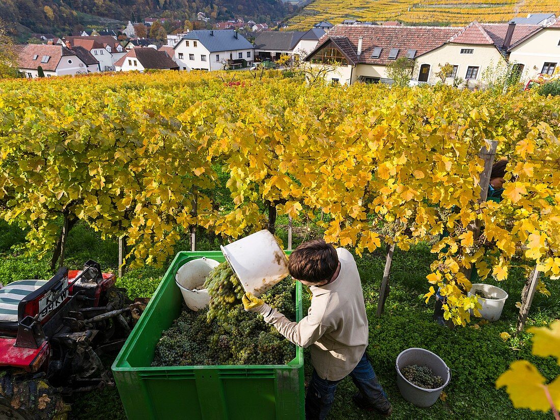 Grape Harvest by traditional hand picking in the Wachau area of Austria. The Wachau is a famous vineyard and listed as Wachau Cultural Landscape as UNESCO World Heritage. Europe, Central Europe, Austria, Lower Austria, November.