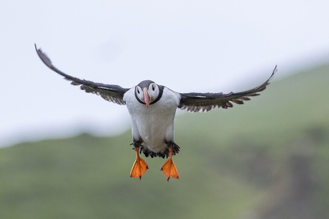 Landing in a colony. Atlantic Puffin (Fratercula arctica) in a puffinry on Mykines, part of the Faroe Islands in the North Atlantic. Europe, Northern Europe, Denmark, Faroe Islands.