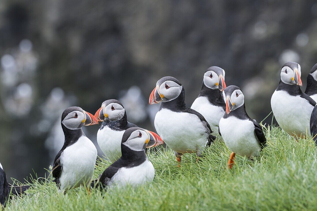 Atlantic Puffin (Fratercula arctica) in a puffinry on Mykines, part of the Faroe Islands in the North Atlantic. Europe, Northern Europe, Denmark, Faroe Islands.