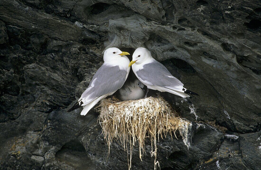 Black-legged kittiwake (Rissa tridactyla), colony in the cliffs of the island Colonsay in Scotland. Europe, Central Europe, Great Britain, Scotland, Colonsay.